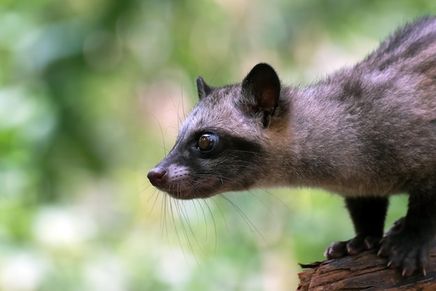 Foto closeup de cabeça de civeta de palma javan