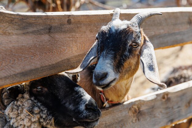 Closeup de cabras e ovelhas em uma ecofarm