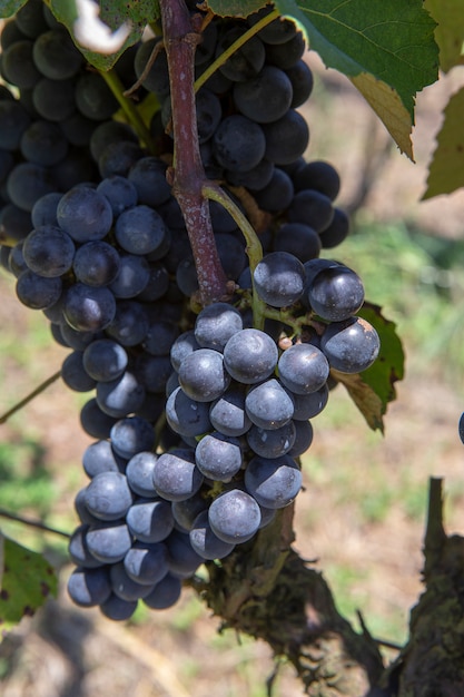 Closeup de cacho de uvas para vinho, no ponto de colheita