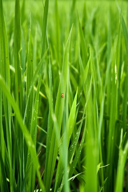 closeup de campo de arroz verde fresco