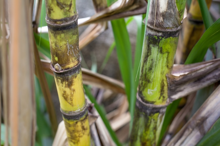 Foto closeup, de, cana-de-açúcar, plantação