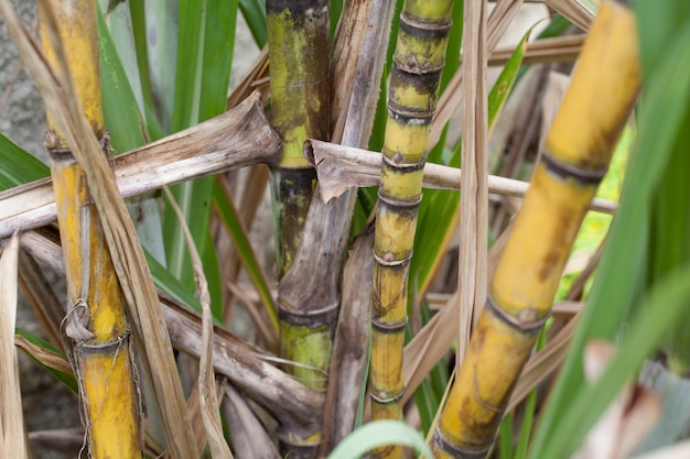 Closeup, de, cana-de-açúcar, plantação