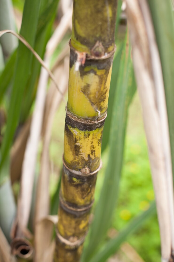 Foto closeup, de, cana-de-açúcar, plantação