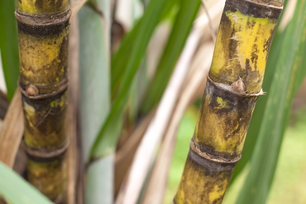 Closeup, de, cana-de-açúcar, plantação