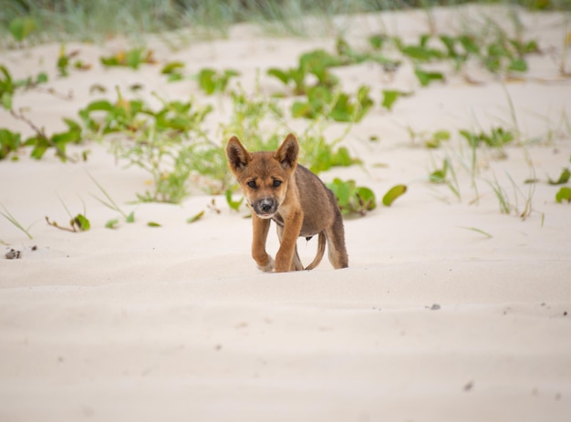 Closeup de canis lupus dingo andando em uma praiawild life conceptcopy space