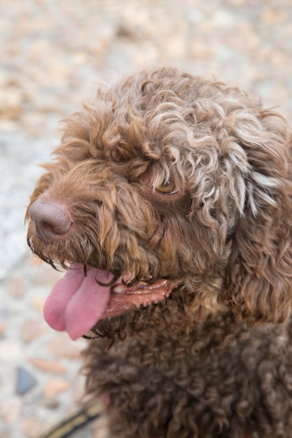 Closeup de cão d'água espanhol