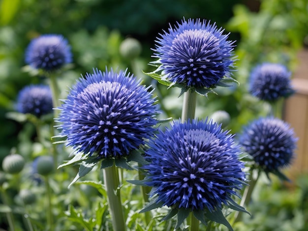 Closeup de cardo globo azul no jardim de verão