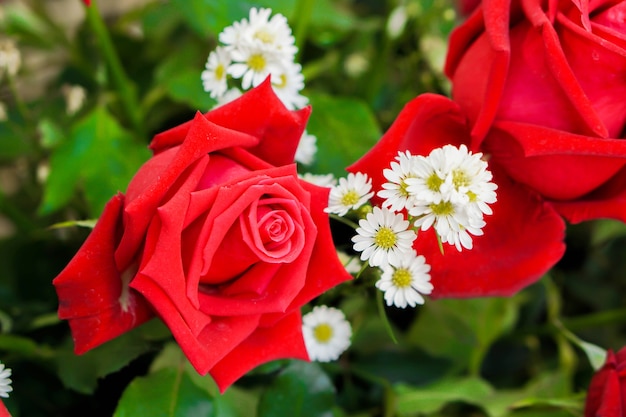 Closeup, de, casamento, rosas vermelhas, com, decorar, pequeno, flores brancas, em, buquê flor