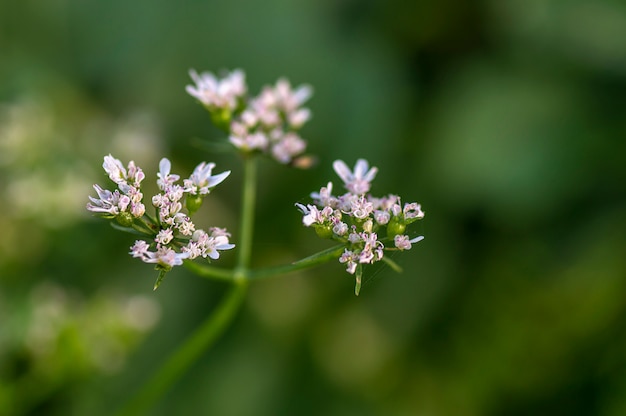 Closeup de coentro flores em um campo agrícola