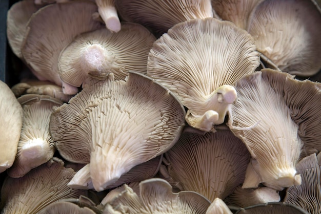 Closeup de cogumelos à venda na banca de mercado