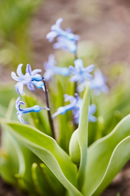 Closeup de cor de primavera bluebell no jardim