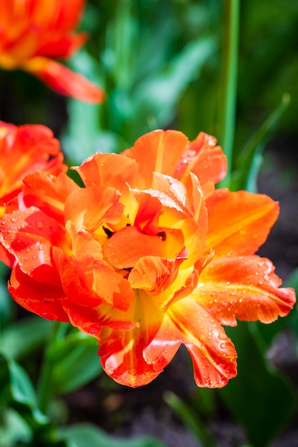 Closeup de cor laranja de flor de tulipa