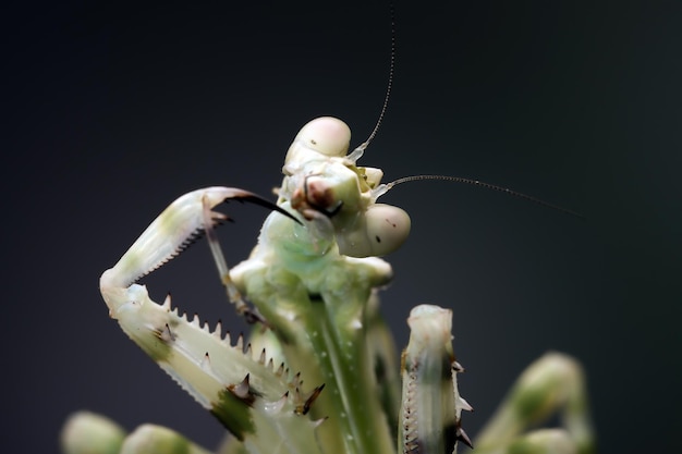 Closeup de corpo de inseto closeup de mantis de flores em faixas