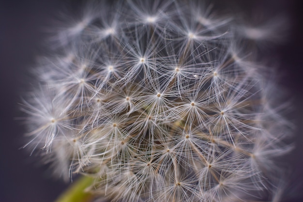 Closeup, de, dandelion