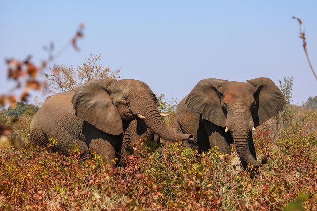 Closeup de elefantes na selva africana