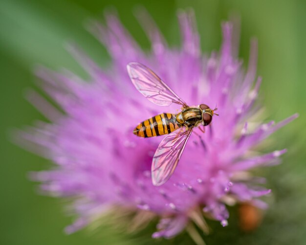 Closeup de Episyrphus balteatus, a marmelada hoverfly em um cardo.