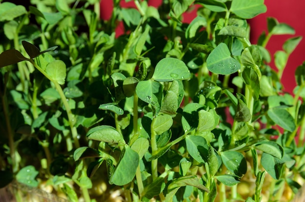 closeup de ervilhas microgreen verdes frescas