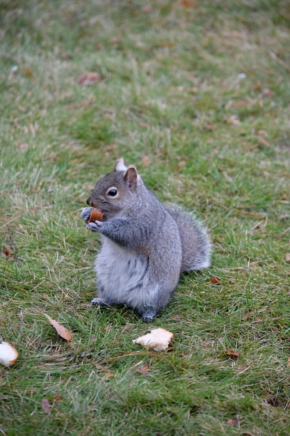 Closeup de esquilo comendo fora entre a grama