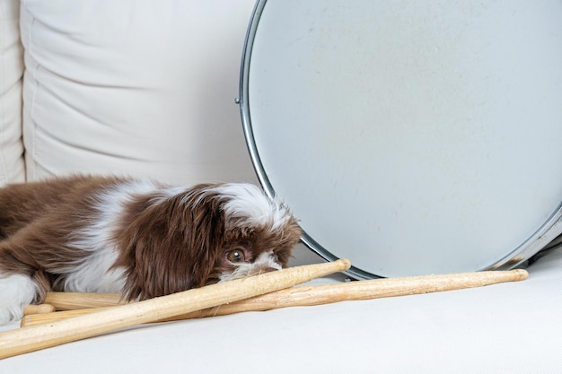 Closeup de filhote de shih tzu deitado e assistindo baquetas ao lado da caixa de tambor