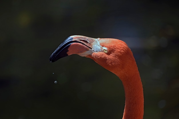 Closeup de flamingo caribenho no lago