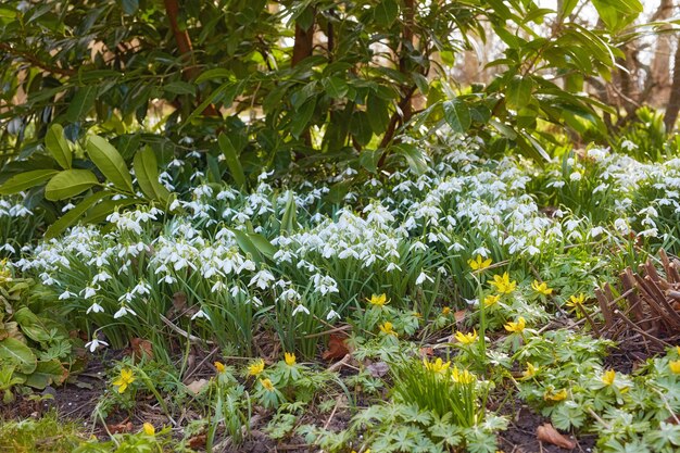 Closeup de floco de neve comum branco e flores amarelas starburst crescendo em canteiro de flores verde exuberante em um jardim paisagístico Grupo de galanthus nivalis florescendo florescendo e florescendo em um quintal