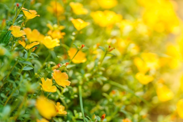 Closeup de flor amarela e folha verde sob a luz do sol com espaço de cópia usando como plano de fundo plantas naturais paisagem ecologia papel de parede conceito