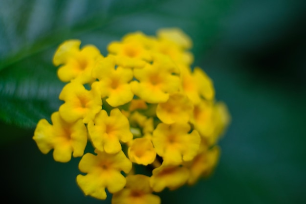 closeup de flor amarela lantana camara, família Verbenaceae. imagem borrada. macro de fotos. natural.