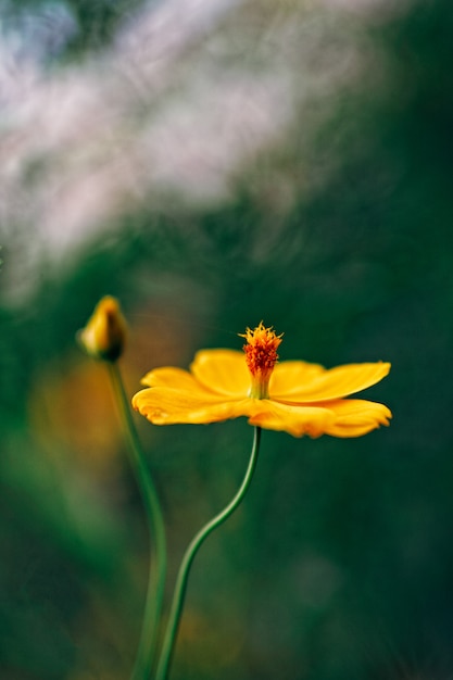 Foto closeup, de, flor amarela