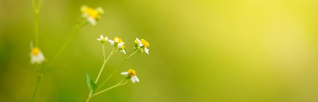 Foto closeup de flor branca de grama com pólen amarelo sob a luz do sol com espaço de cópia usando como plano de fundo plantas naturais paisagem ecologia papel de parede conceito de capa