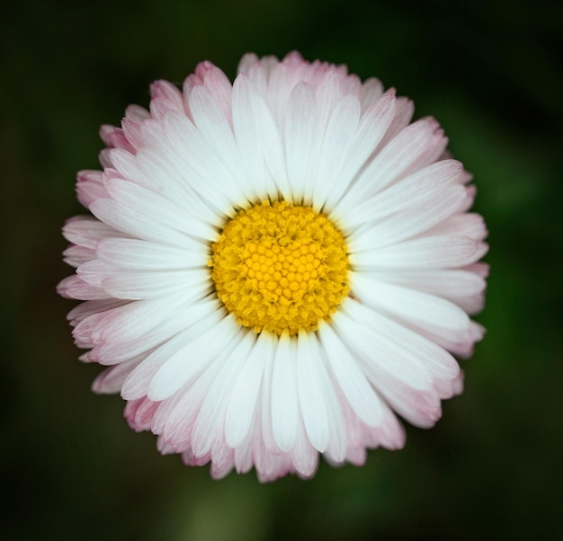 Closeup de flor Daisy rosa brilhante sobre fundo verde