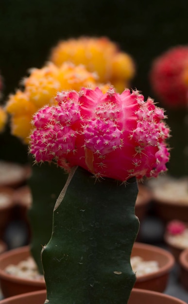 Closeup de flor de cacto