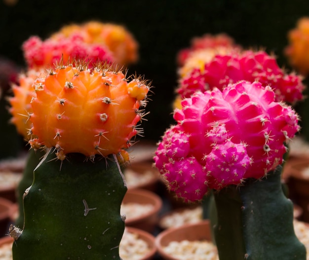 Closeup de flor de cacto