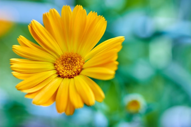 Closeup de flor de calêndula laranja florescendo em um prado verde Plantas medicinais