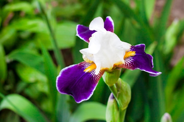 Closeup de flor de cultivar de íris branca e violeta sobre fundo verde