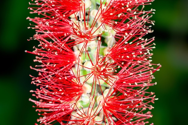 Closeup de flor de escova de garrafa vermelha