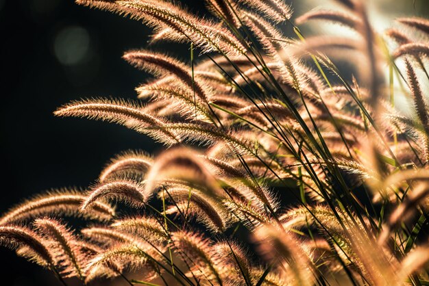 Closeup de flor de grama em um brilho de prado pelo sol nascente