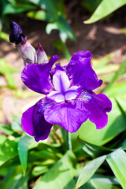 Closeup de flor de íris violeta no fundo do jardim verde em dia ensolarado