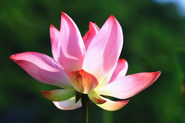 Closeup de flor de lótus linda flor de lótus rosa florescendo na lagoa