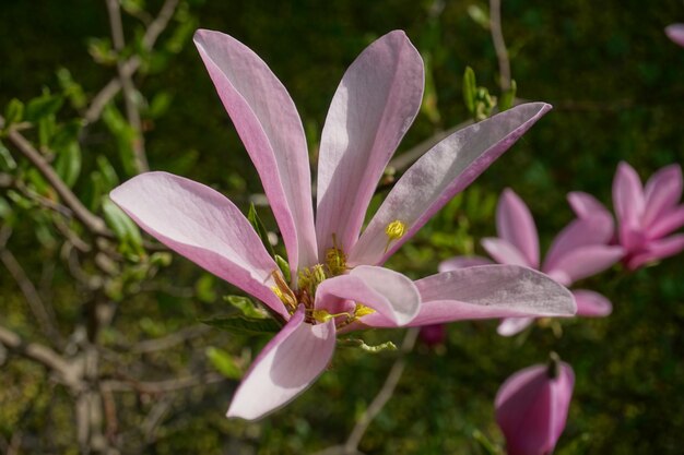 closeup de flor de magnólia branca e rosa