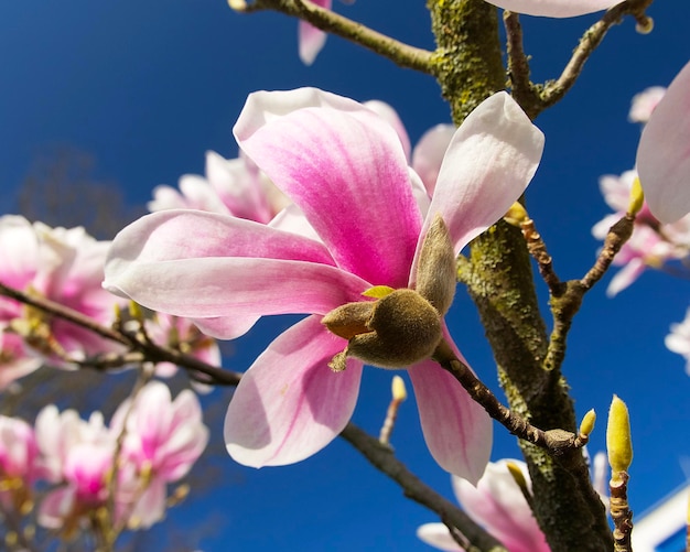 closeup de flor de magnólia rosa branca em um fundo de um céu azul em um dia ensolarado de primavera
