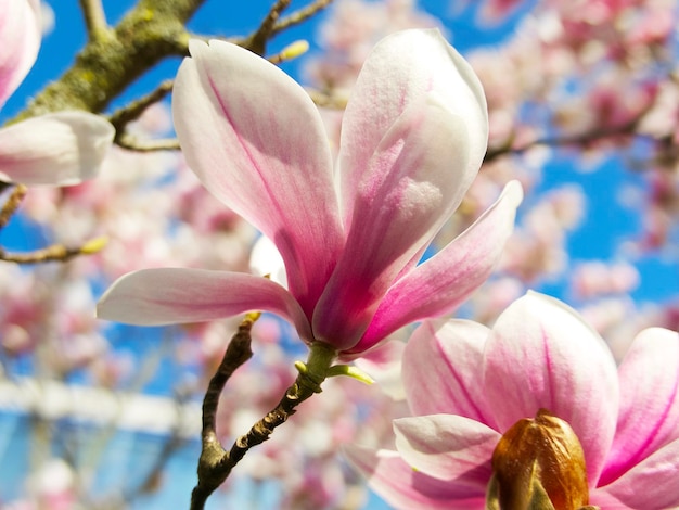 closeup de flor de magnólia rosa e branca em um dia ensolarado de primavera