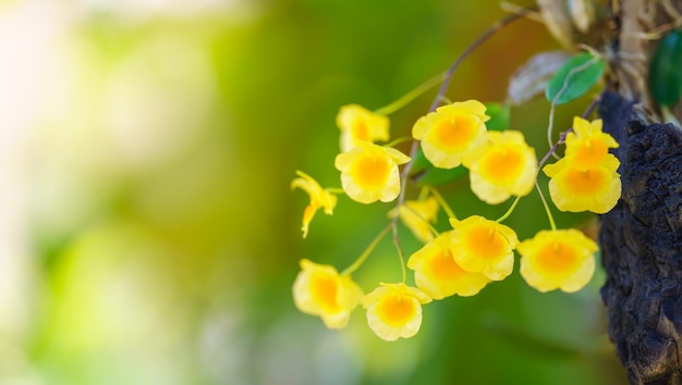 Closeup de flor de orquídea amarela e folha verde sob a luz do sol com espaço de cópia usando como plano de fundo plantas naturais paisagem ecologia conceito de capa