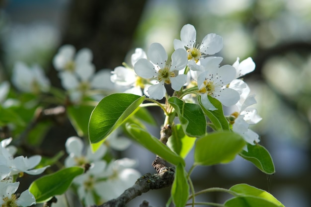 Closeup de flor de ramo de pera florescendo jardim florescendo