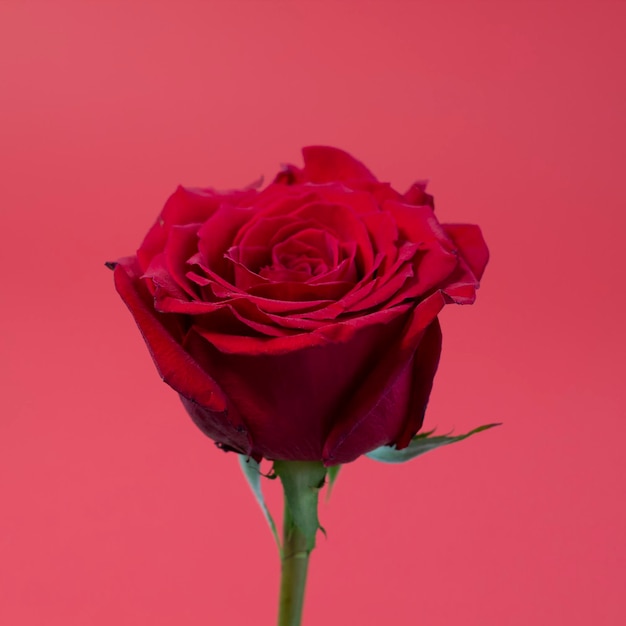 Closeup de flor de rosa única cor de vinho brilhante e suculenta sobre um fundo vermelho escuro