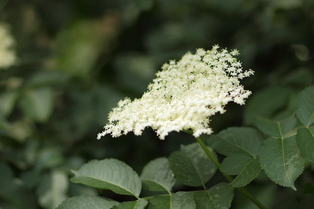 Closeup de flor de sabugueiro em flor Ramo de sabugueiro em flor Sambucus Ervas medicinais em medicina alternativa e tradicional