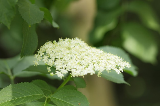 Closeup de flor de sabugueiro em flor ramo de sabugueiro em flor sambucus ervas medicinais em medicina alternativa e tradicional