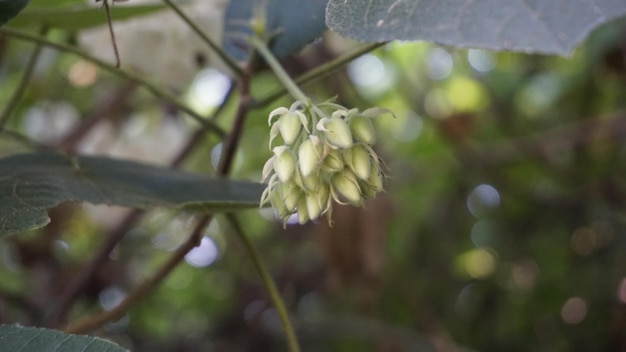Closeup de flor Dombeya reclinata ou Mahot Rouge