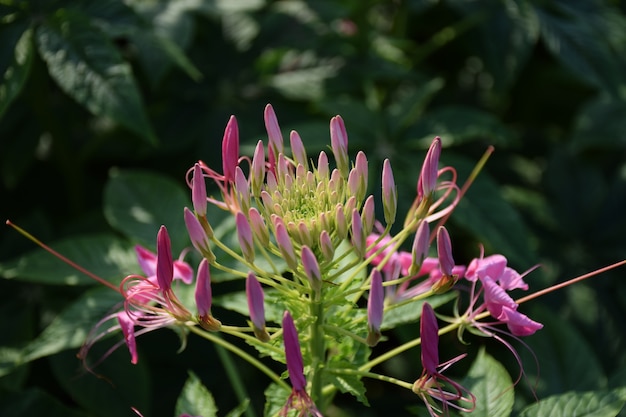 Closeup de flor rosa Cleome houtteana Schltdl