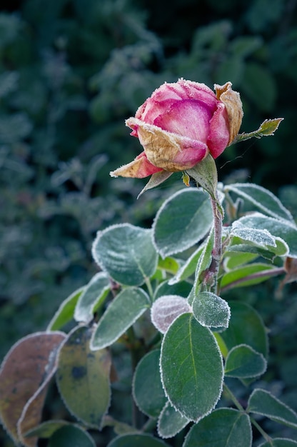 Closeup de flor rosa frosttouched com folhas delimitadas com cristais de gelo no jardim