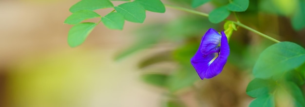 Closeup de flor roxa azul com folha verde sob a luz do sol com espaço de cópia usando como plano de fundo plantas naturais paisagem ecologia conceito de capa